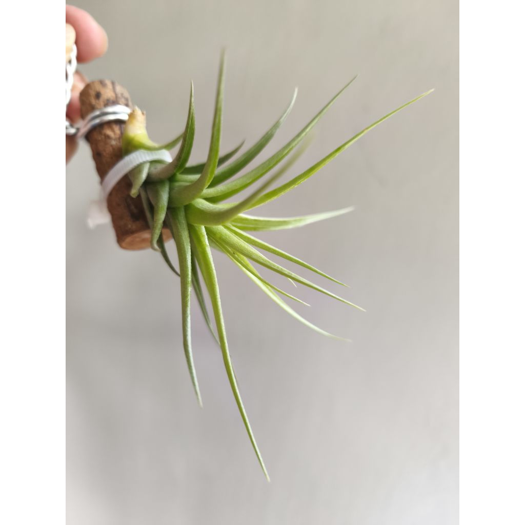 Tillandsia Bergeri - Tanaman Hias - Air Plant