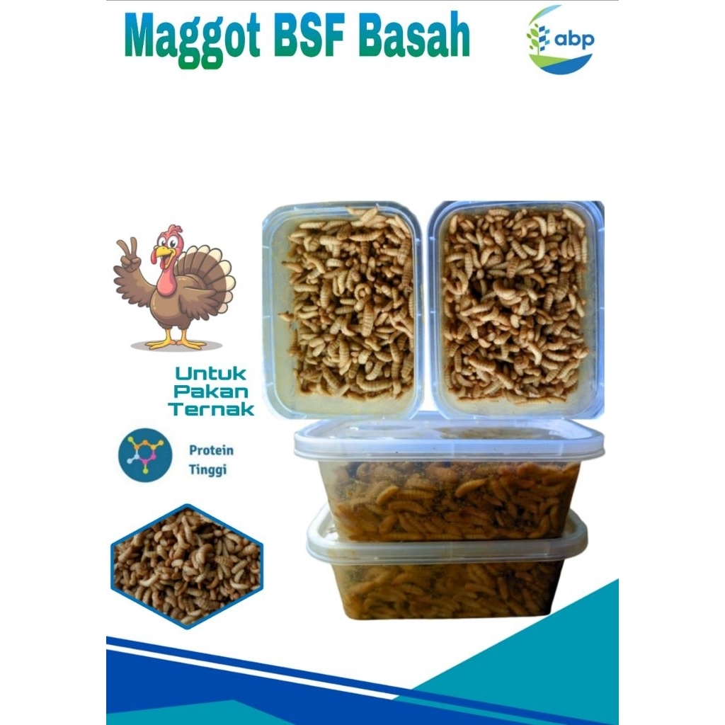 Maggot BSF Fresh Maggot Hidup 100 gram
