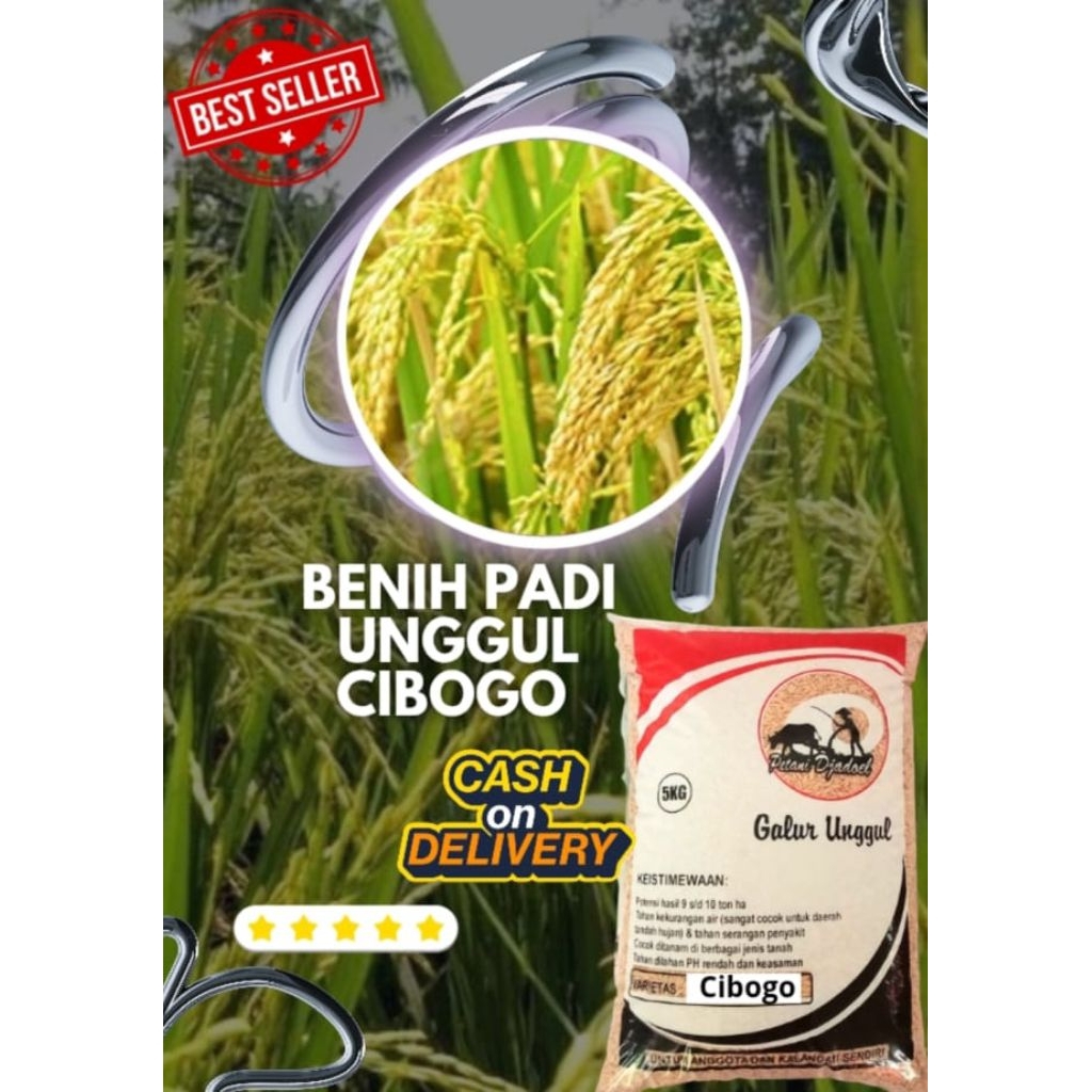 Benih Padi Unggul Cibogo Original Premium Kemasan 5 Kg