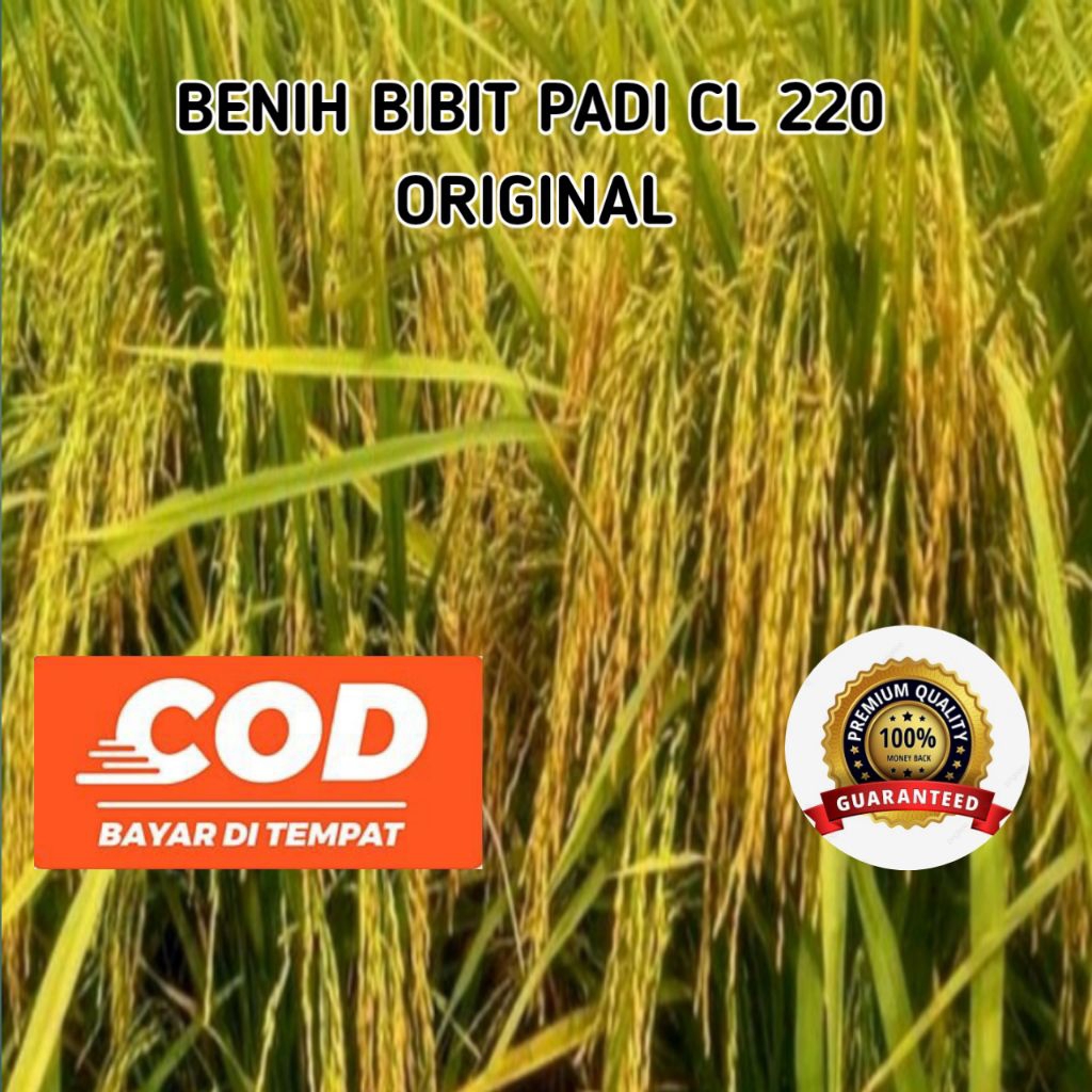 (1KG) BENIH BIBIT PADI CL 220 ORIGINAL