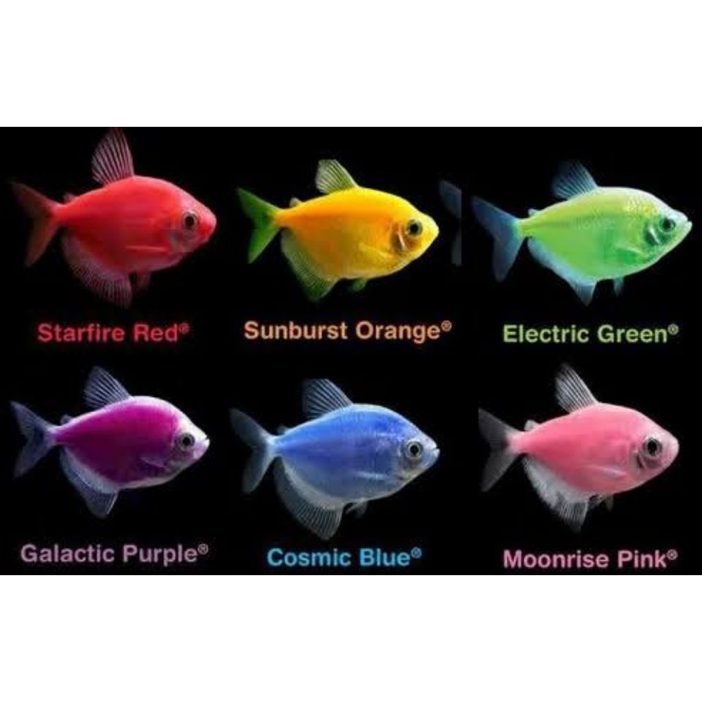 ikan glowfish / ikan tetra / ikan warna warni