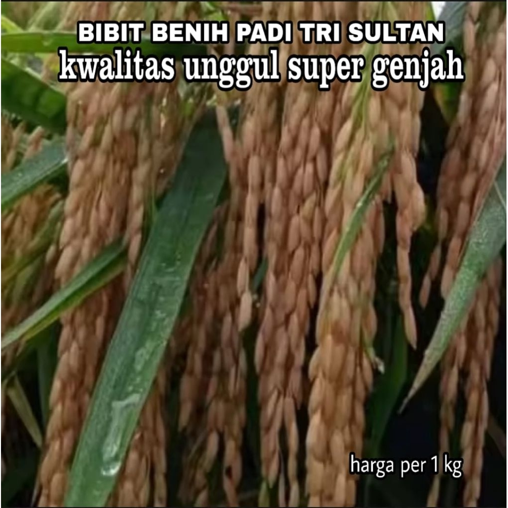 bibit benih padi tri sultan kualitas unggul