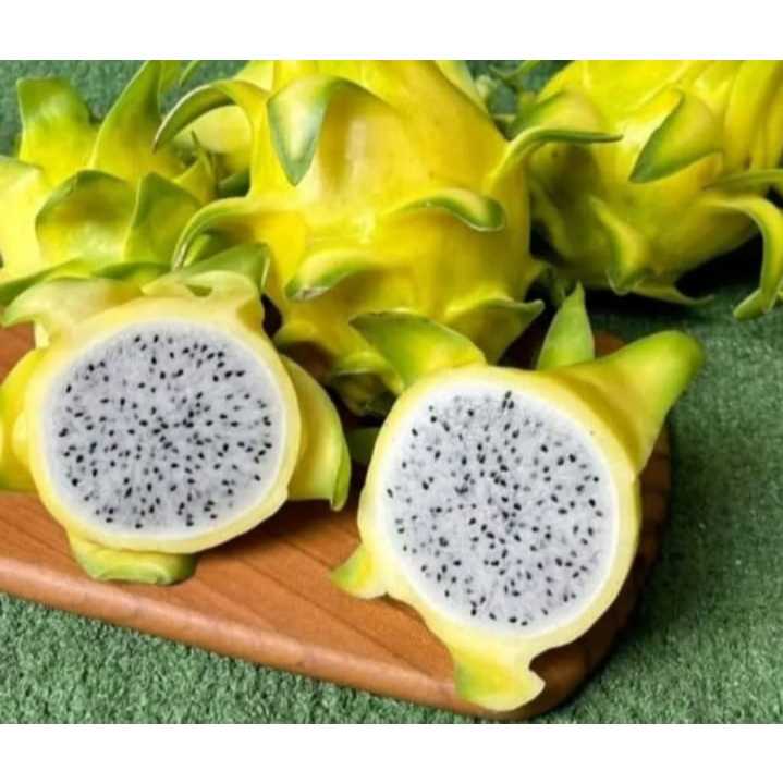 Buah Naga Kuning Lokal 1 Kg Segar Dan Manis