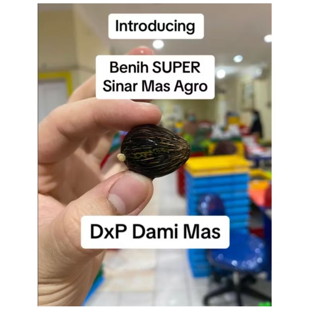 Harga 7000/ biji Benih Sawit Unggul DxP DAMIMAS original