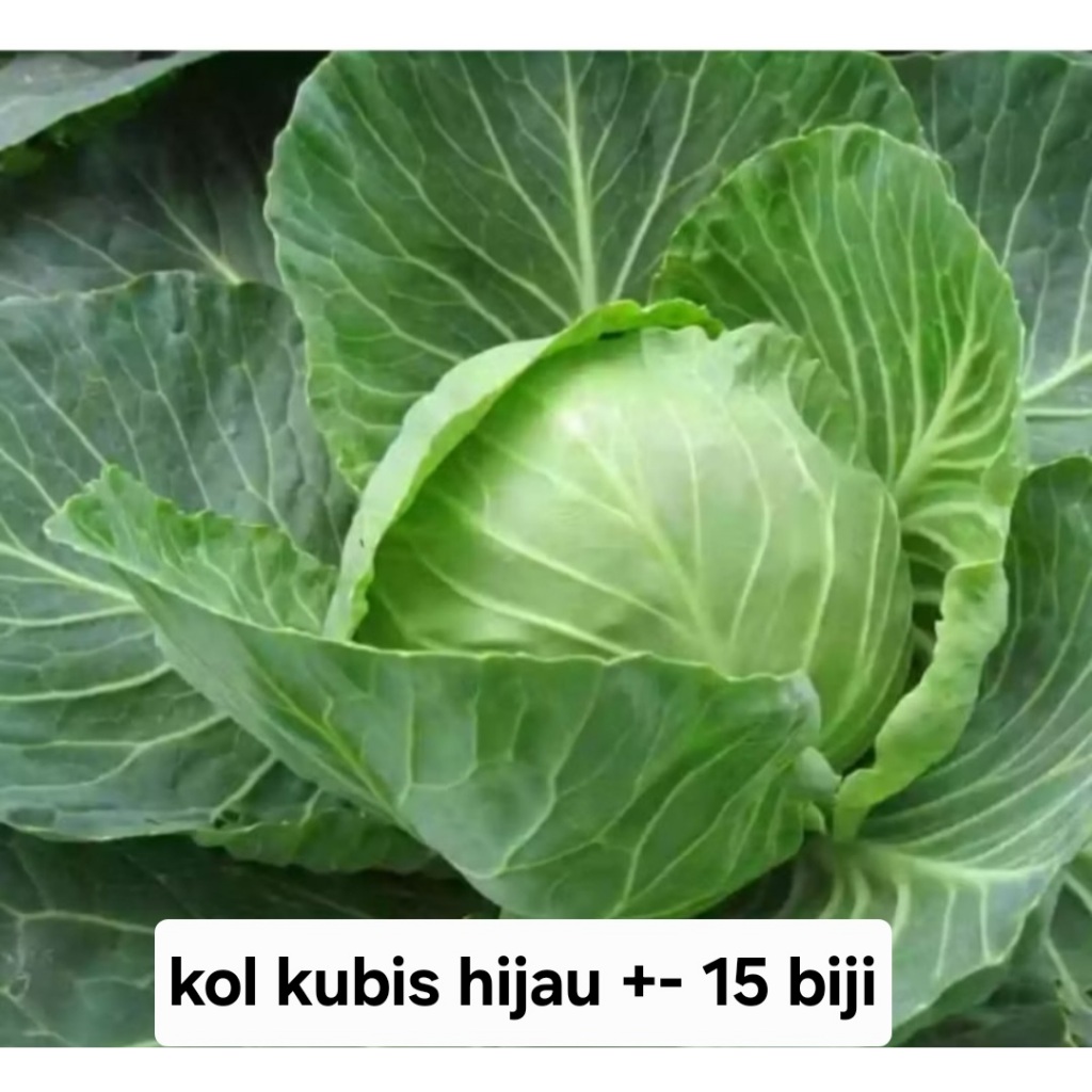 Bisa COD - kol kubis hijau 15 biji bibit seed Benih Kol Kubis Hijau F1 Sehati Dataran Rendah