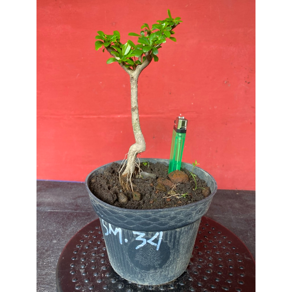 Bahan Bonsai Black Olive sm34