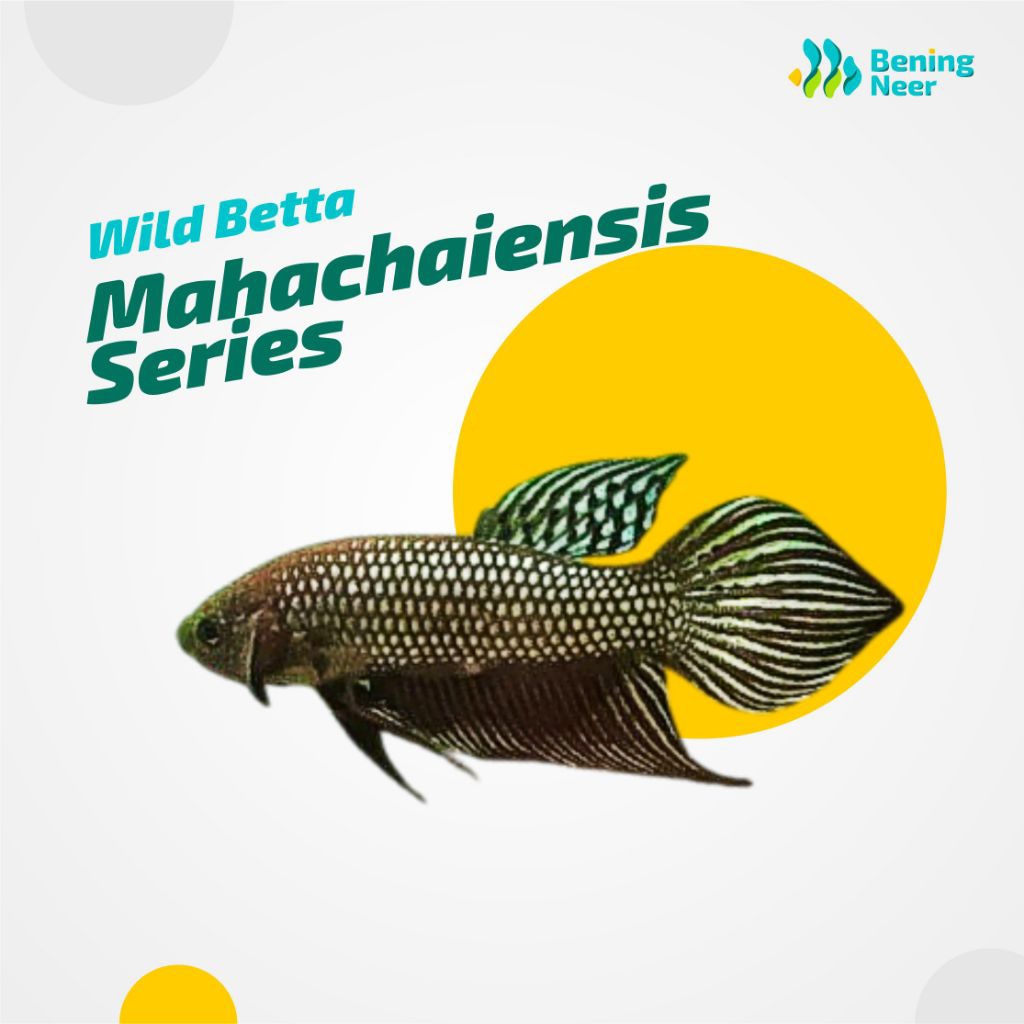 [Bening Neer] Wild Betta - Mahachai Series