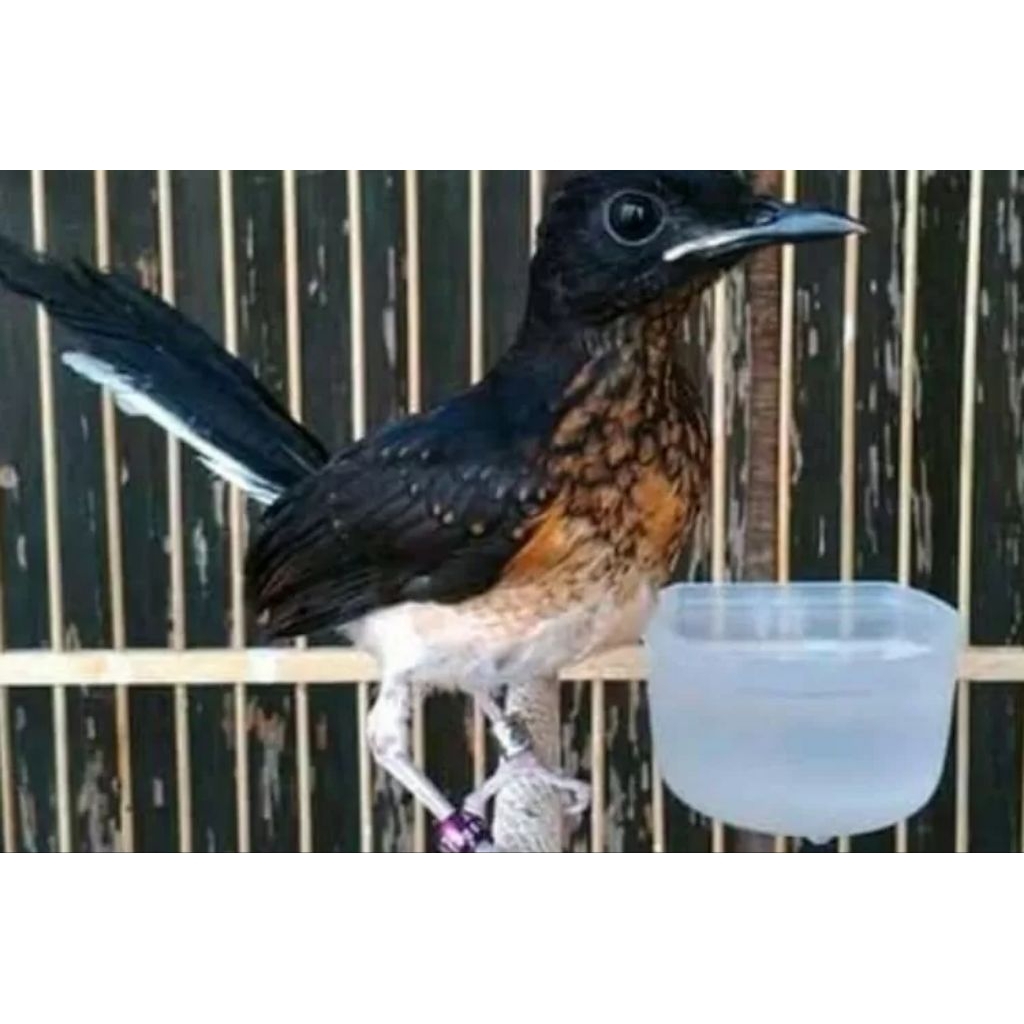 MURAI BATU TROTOL(TRAH PRESTASI)