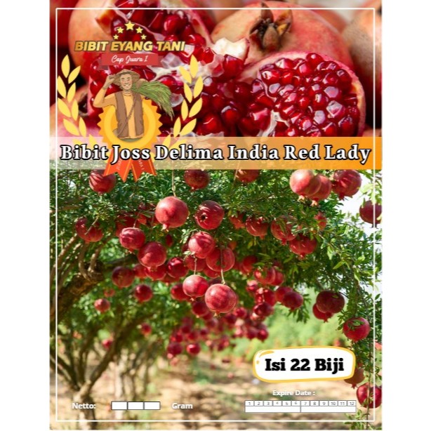 Bibit Joss Delima India Red Lady | Biji Benih Delima Red Lady | Delima Merah India