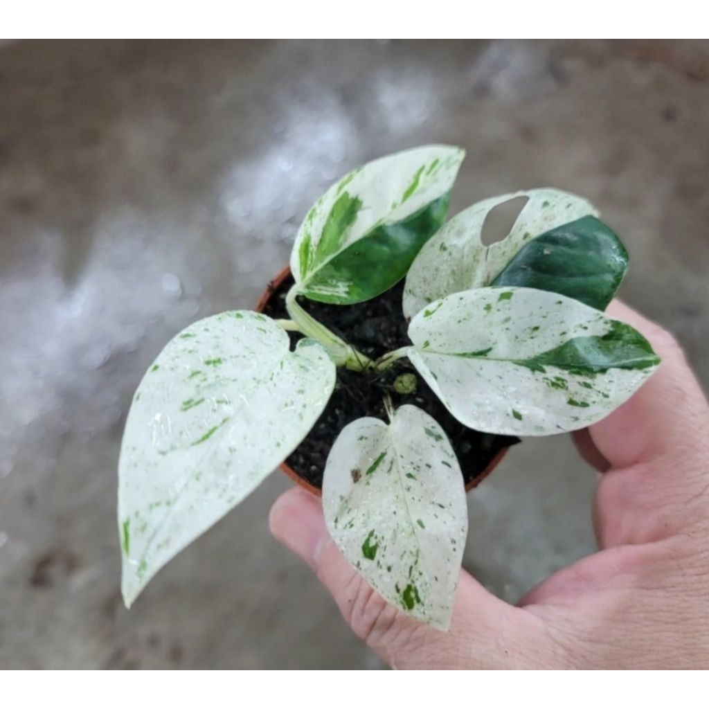 Tanaman Epipremnum Marble