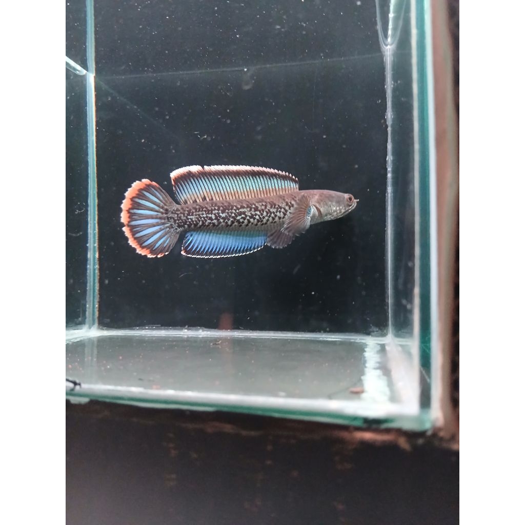 stewarti karbialong fuldot gondrong grade A++
