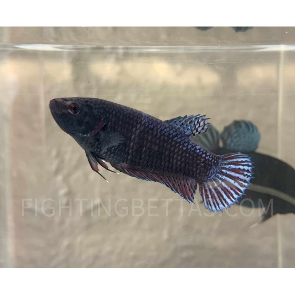 Cupang adu betina MDS