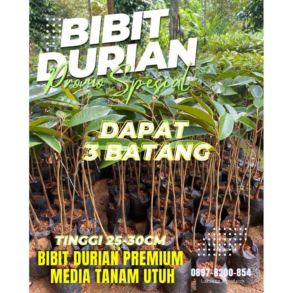 DAPAT 3 BATANG BIBIT DURIAN MUSANG KING BAWOR DURI HITAM SUPER TEMBAGA, DLL. MEDIA TANAM UTUH