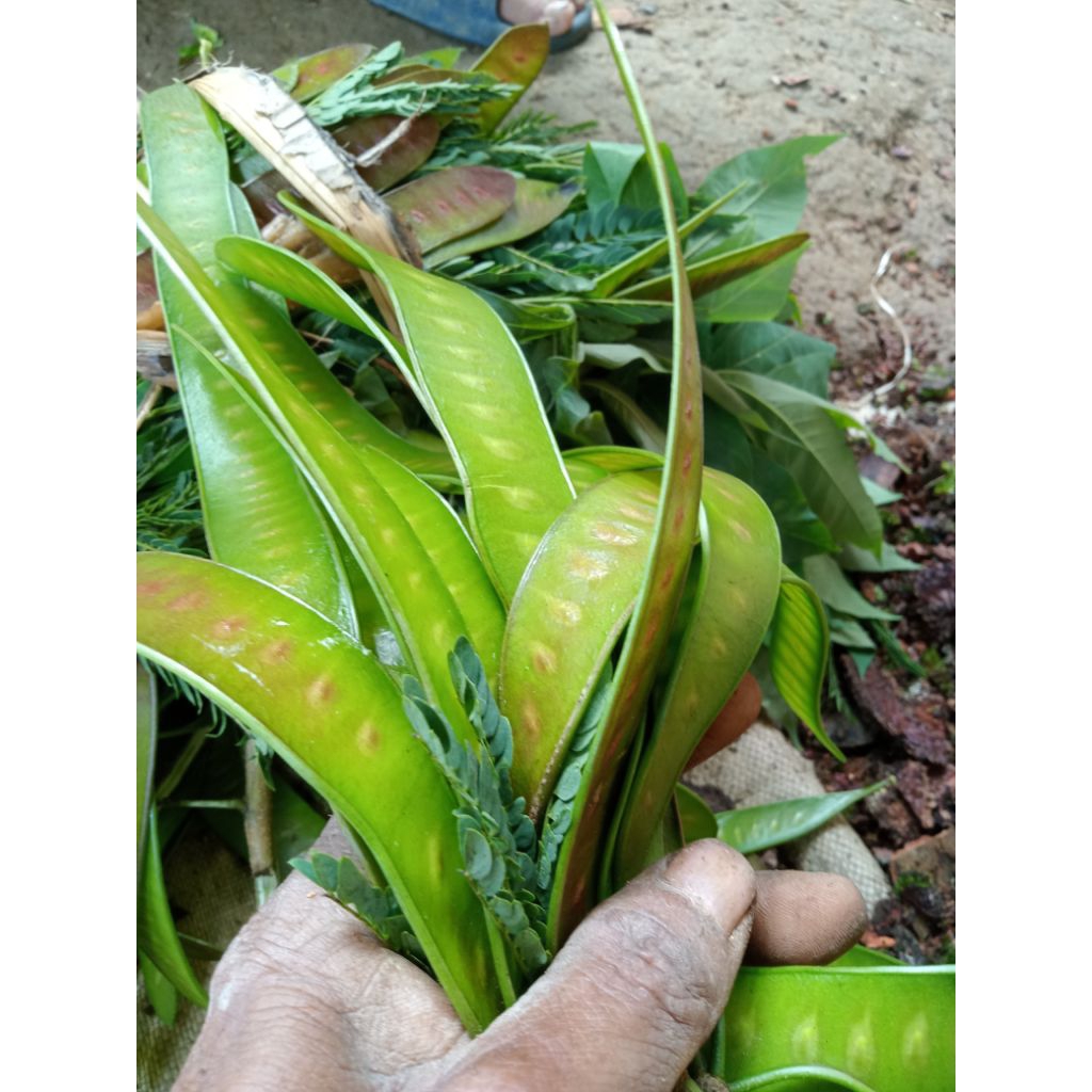 petai.cina.muda.per1kg