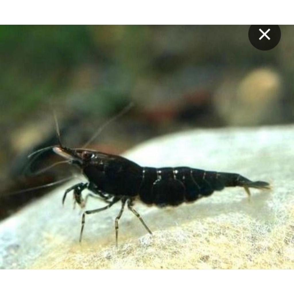 Udang Hias Air Tawar Blek Choco Hiasan Akuarium