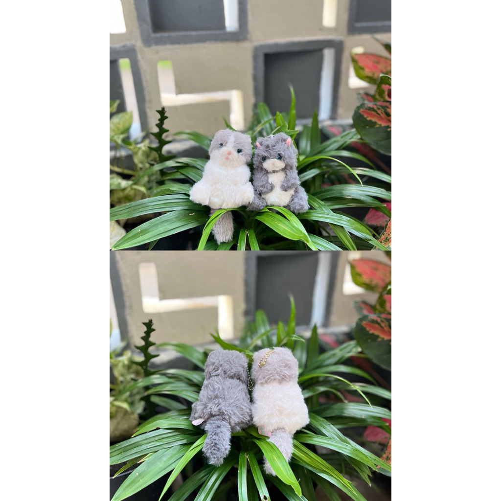 Ganci Persian Cat amuse,Ganci Amuse Amufun