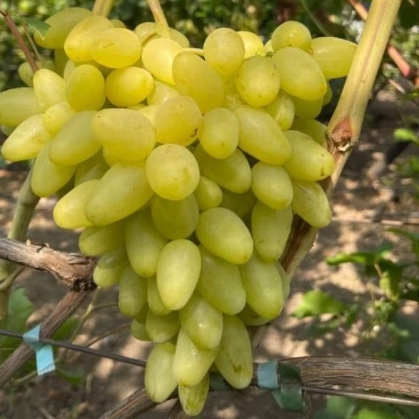 bibit JEVELIN  anggur hijau tanpa biji