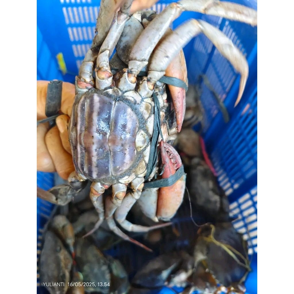 kepiting jantan Hidup Kepiting betina hidup Kepiting telor hidup kepiting Segar Kepiting fresh Kepit