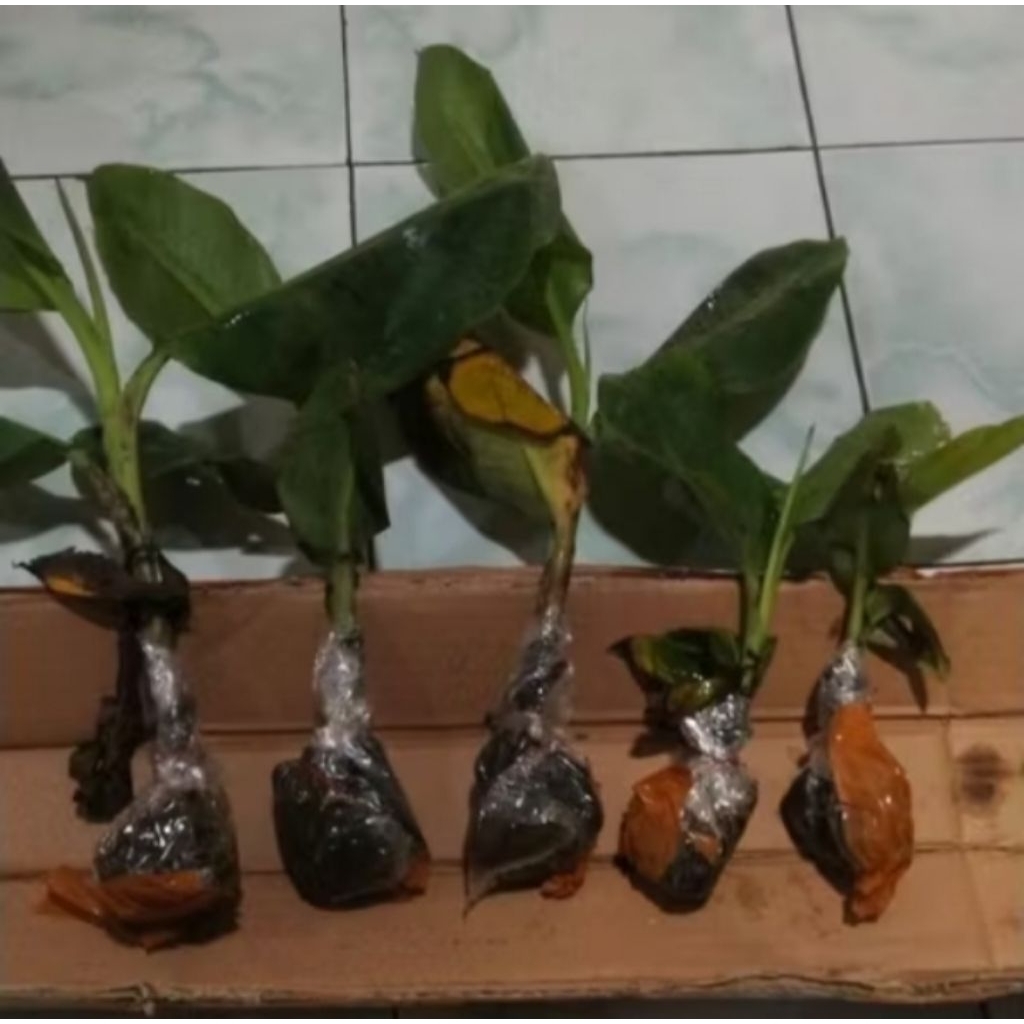 bibit pisang ambon warangan