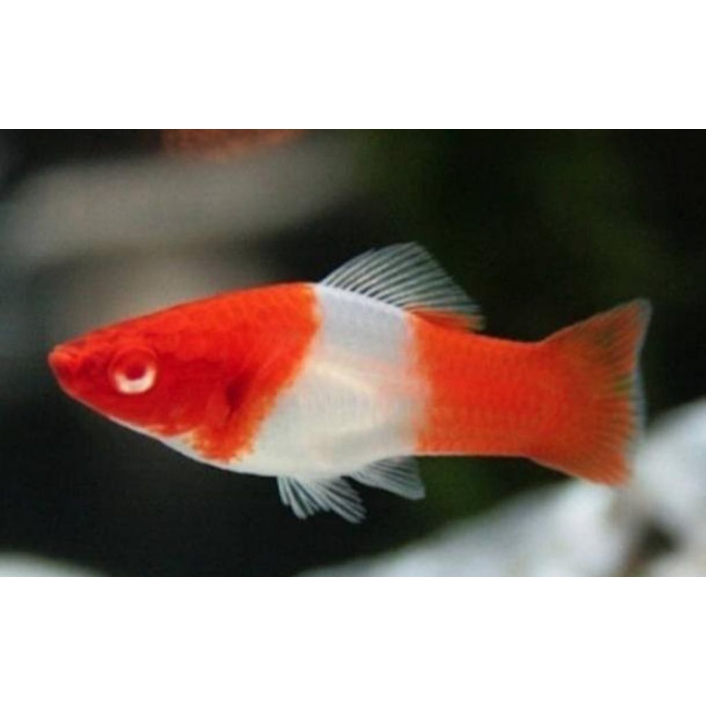 ikan hias plty kohaku hiasan aquarium plyty kohaku