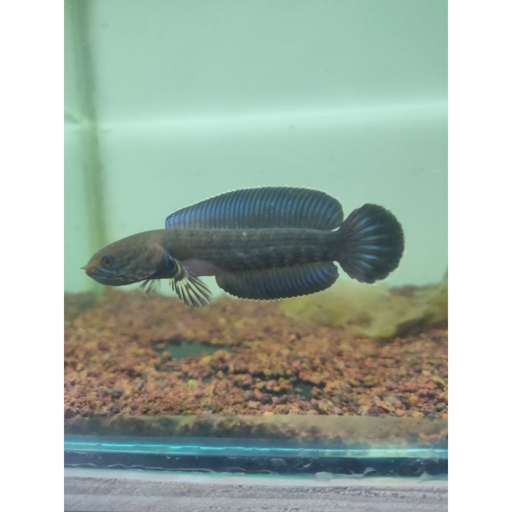 sticker channa andrao