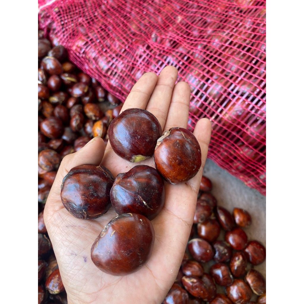 Jengkol Tua Super 1kg