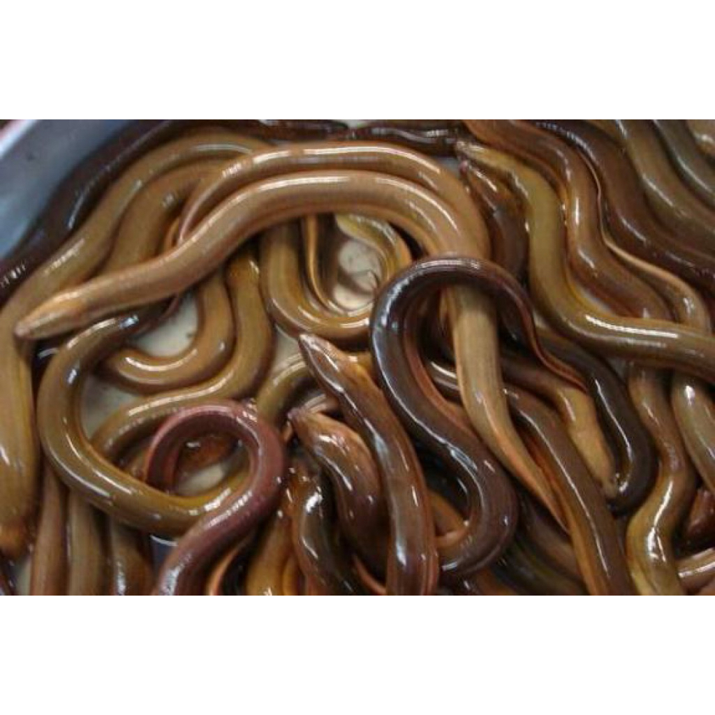 Belut 1 kg fresh asli sawah