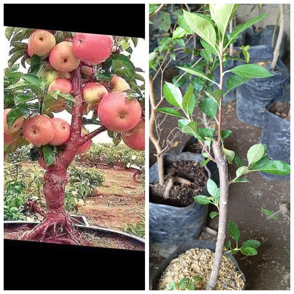 Bibit apel fuji cangkok