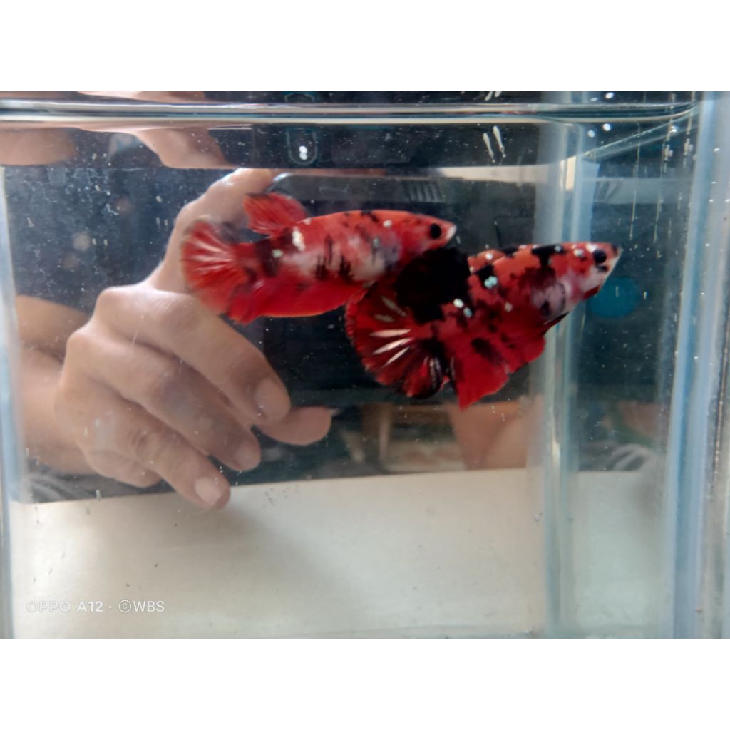 indukan red koi Cooper RKC size indukan siap pijah