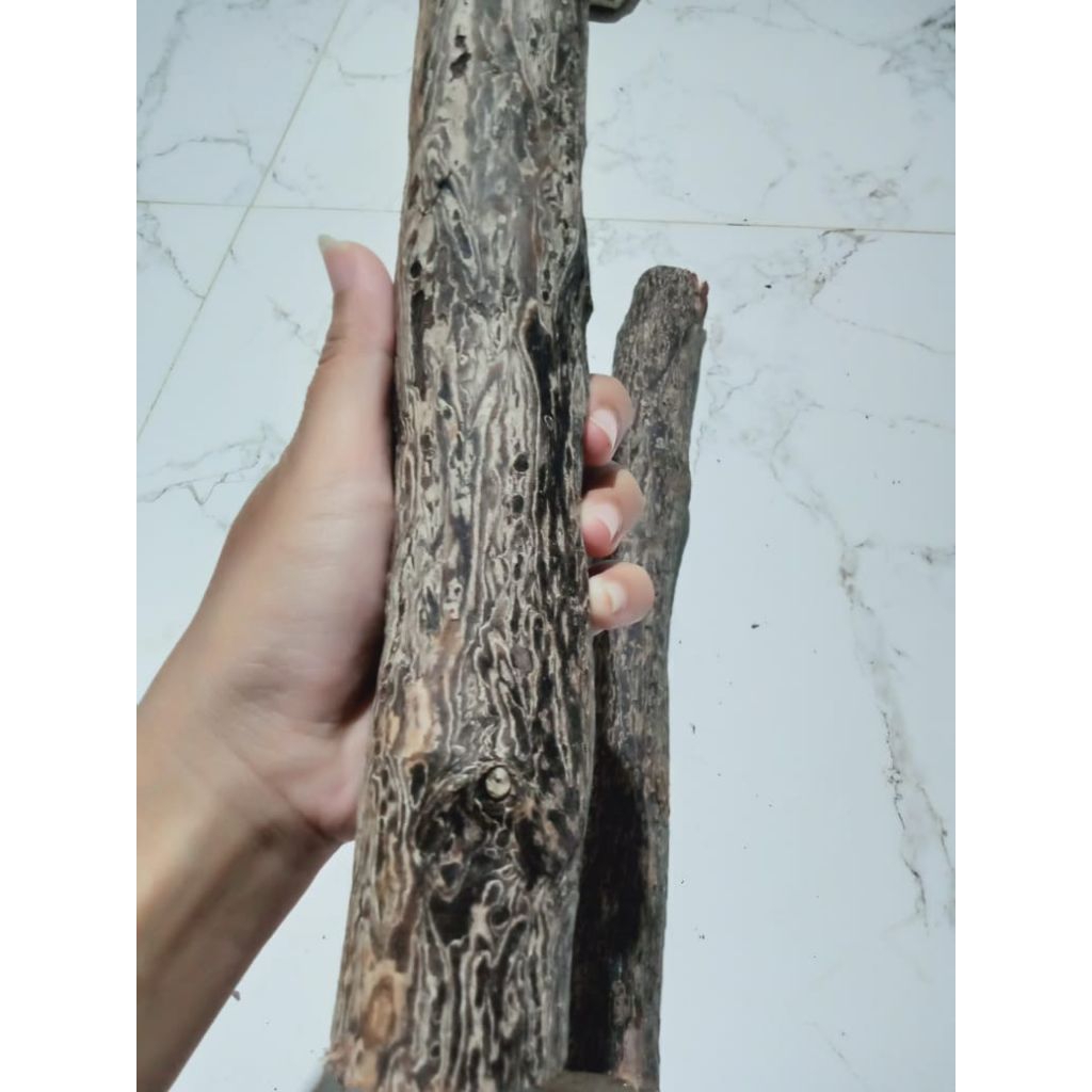 kayu stigi laut asli