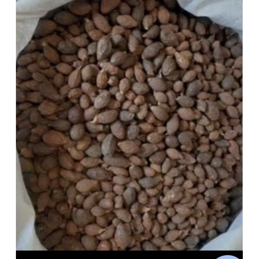 buah tempayang/bijik kembang semangkok cantik fress per 100gr