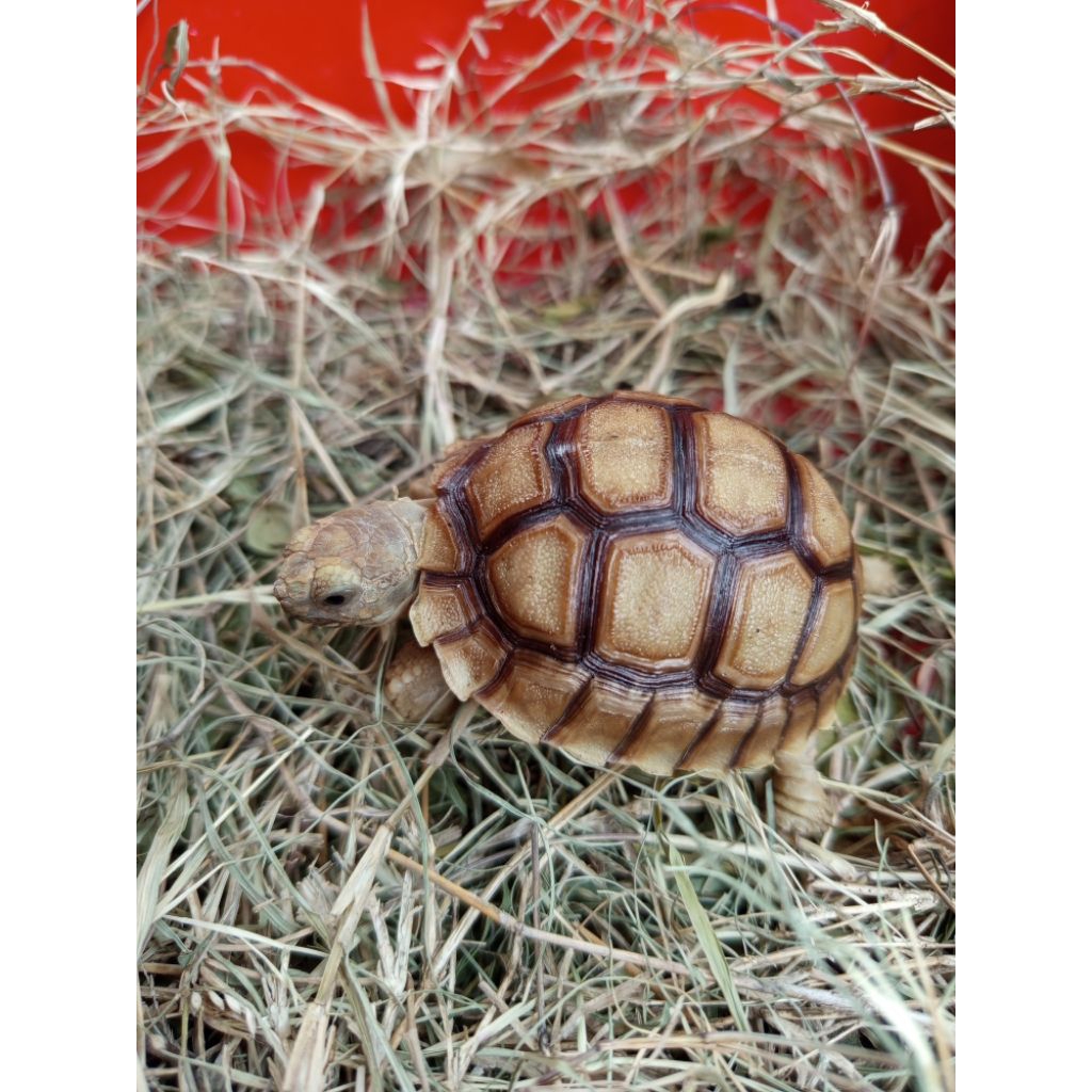 Rumput Kering Pakan (*Sulcata 6cm Mulus dan Sehat