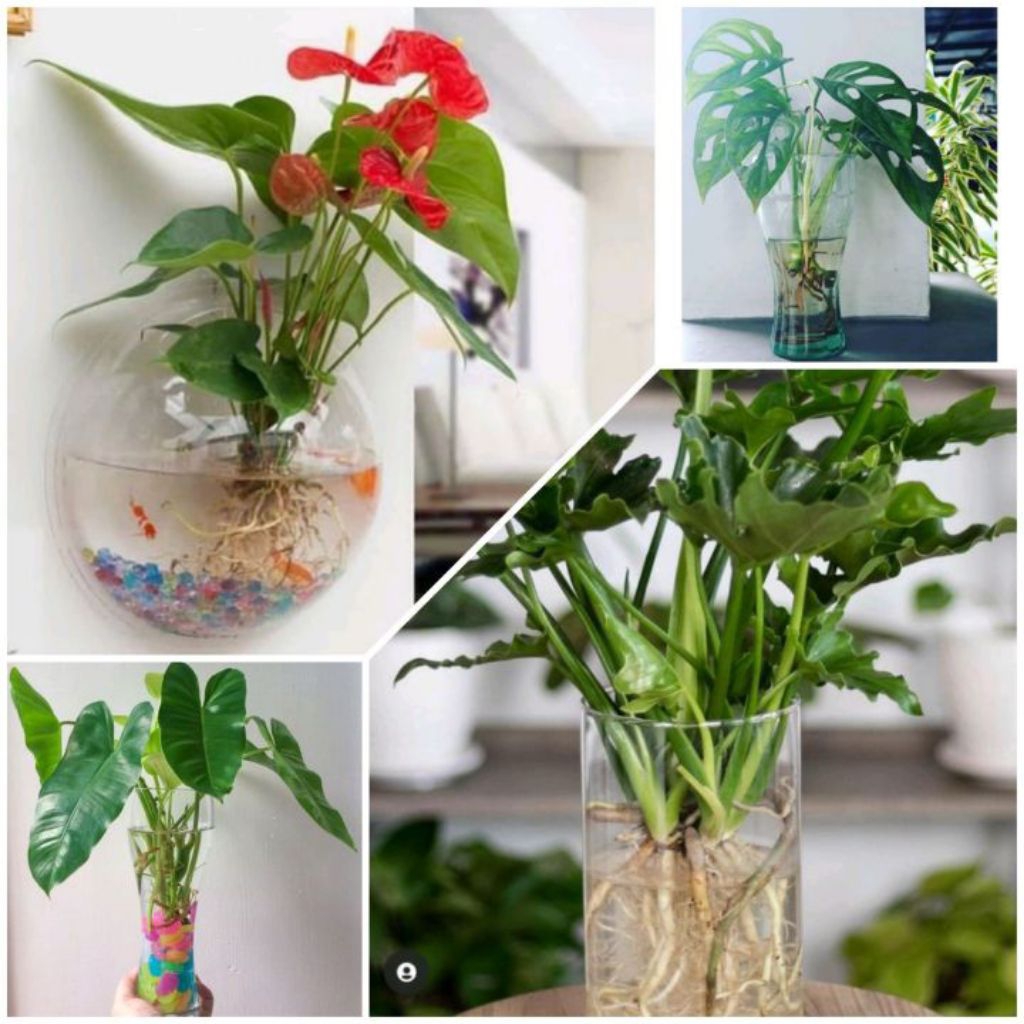Tanaman hias di air - 4 paket tanaman hias