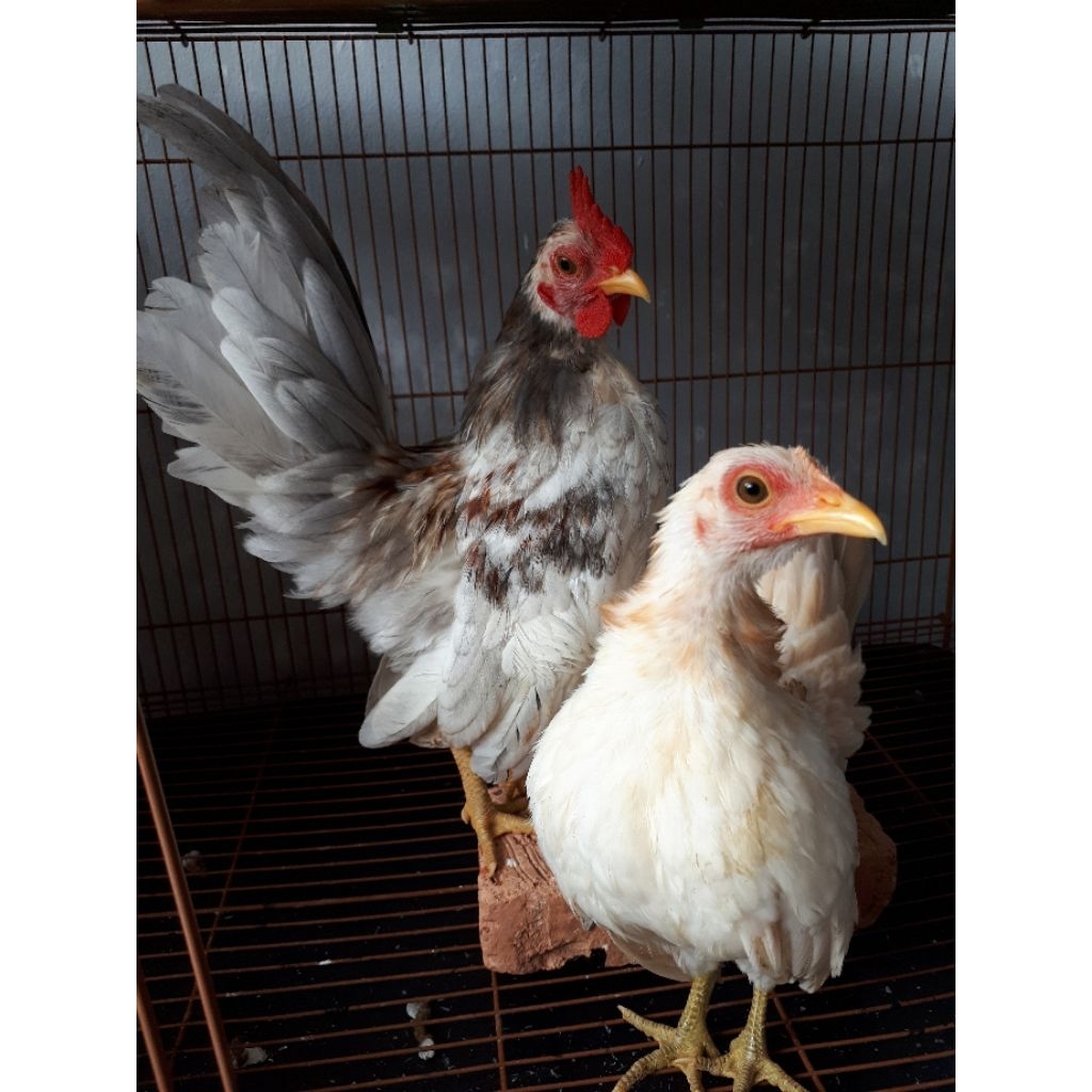 AYAM SERAMA SEPASANG