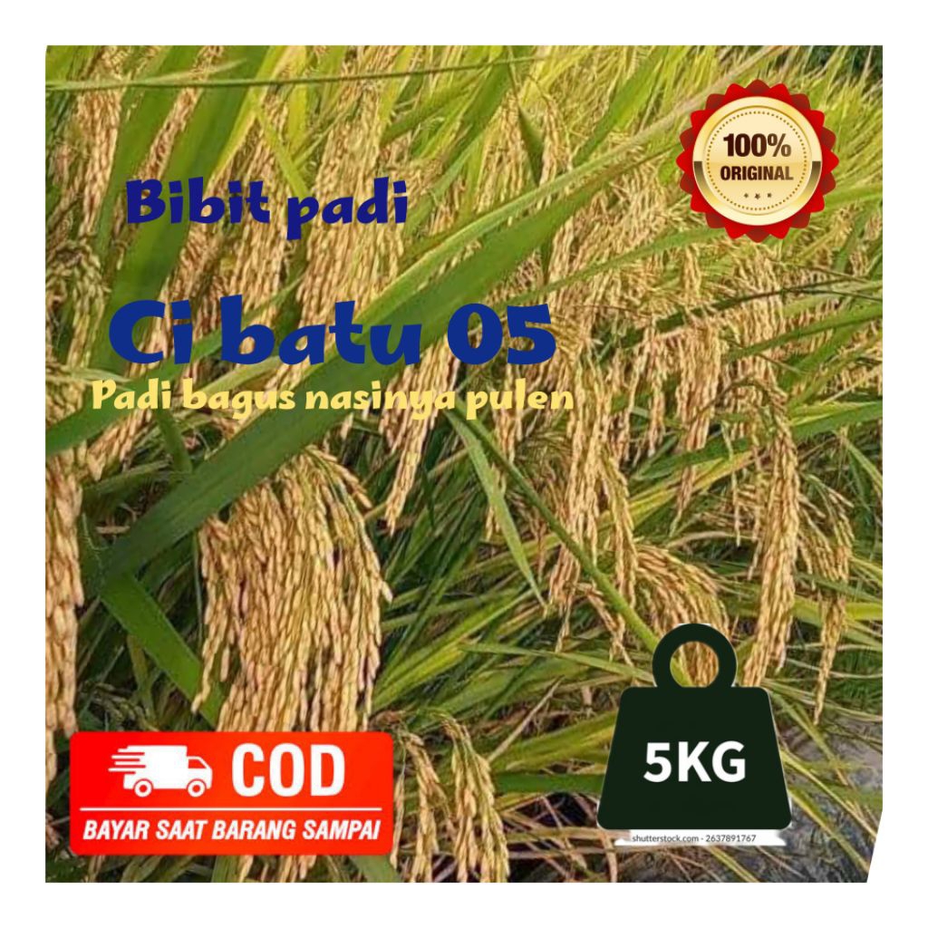 benih padi Cibatu 05 yang lagi PIRAL kemasan 5kg
