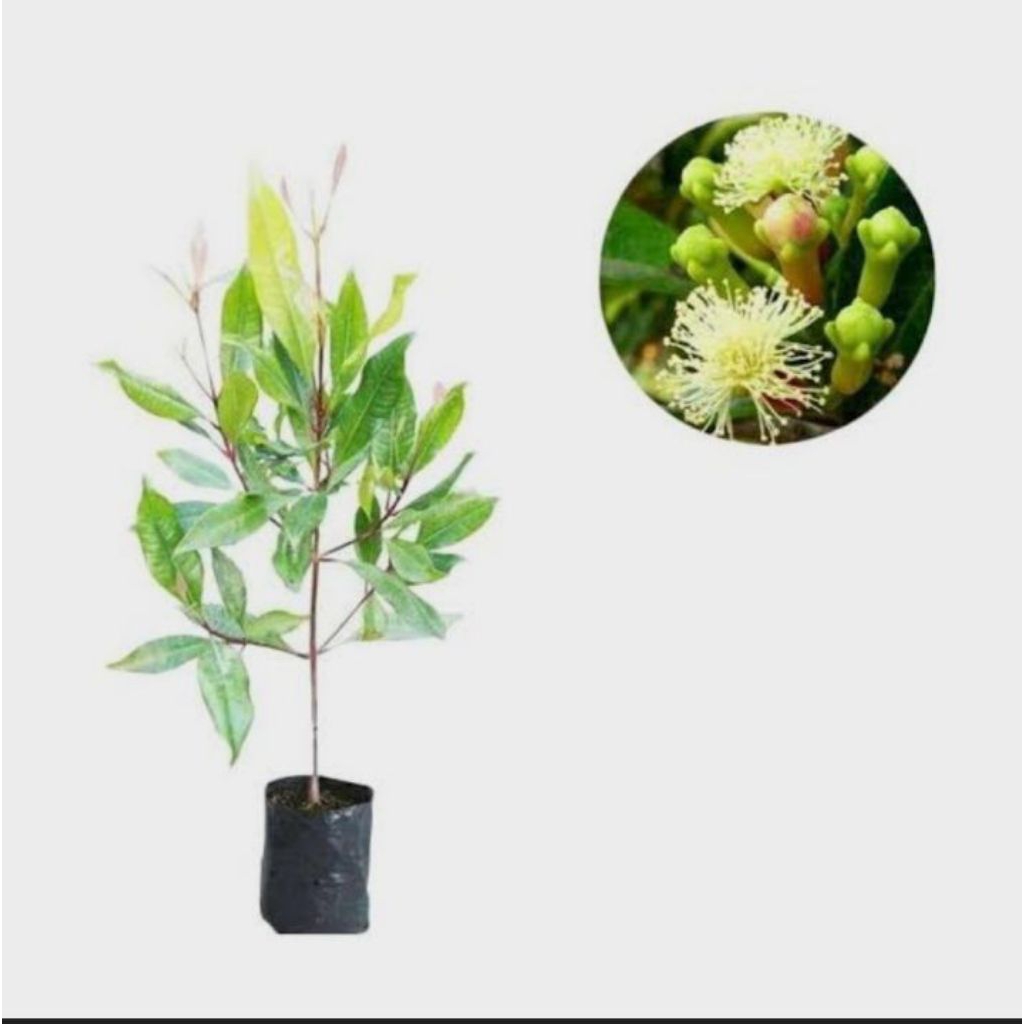 bibit cengkeh unggul bibit cengkeh sangsibar siap tanam