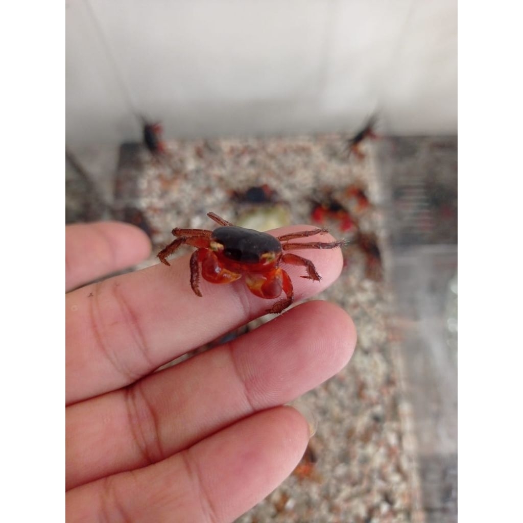 Kepiting hias Apple Crab air tawar