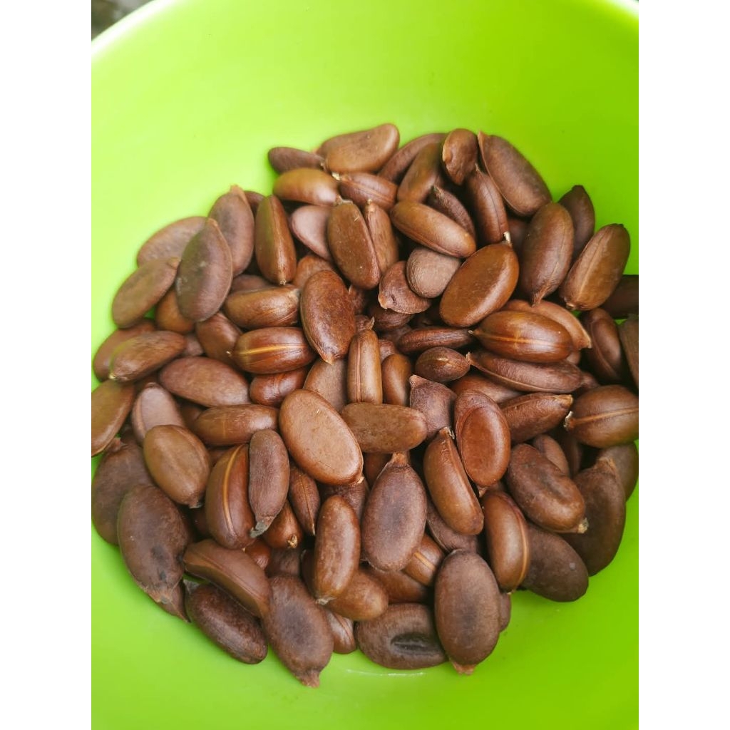 biji black sapote 50 biji