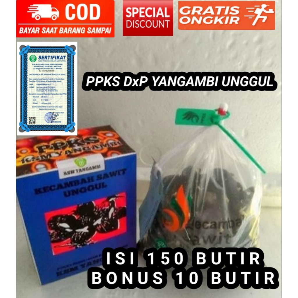 Bibit benih kelapa sawit unggul PPKS YANGAMBI (isi 150 butir ) bonus 10 butir