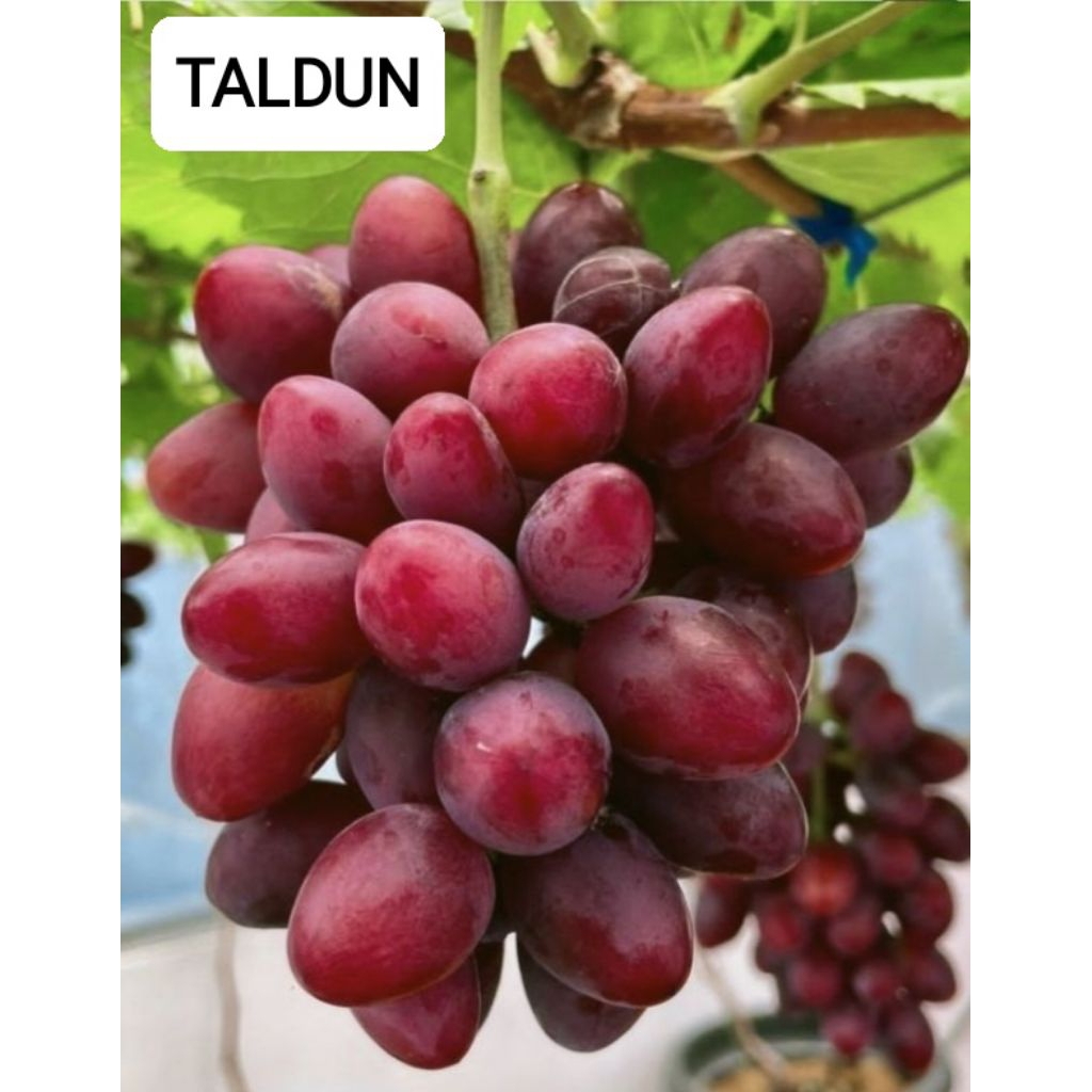 Bibit Anggur Sumbar Impor Manis - Anggur Taldun
