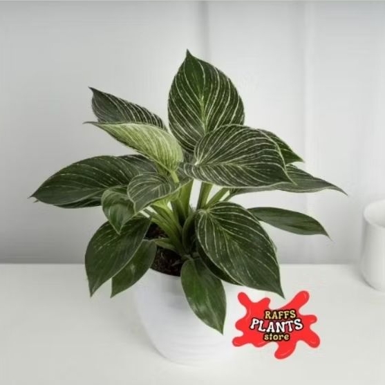 Tanaman Hias Philodendron Birkin - philodendron Birkin