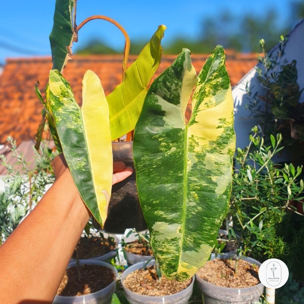Philodendron Billietiae Variegata - Nanemyuk