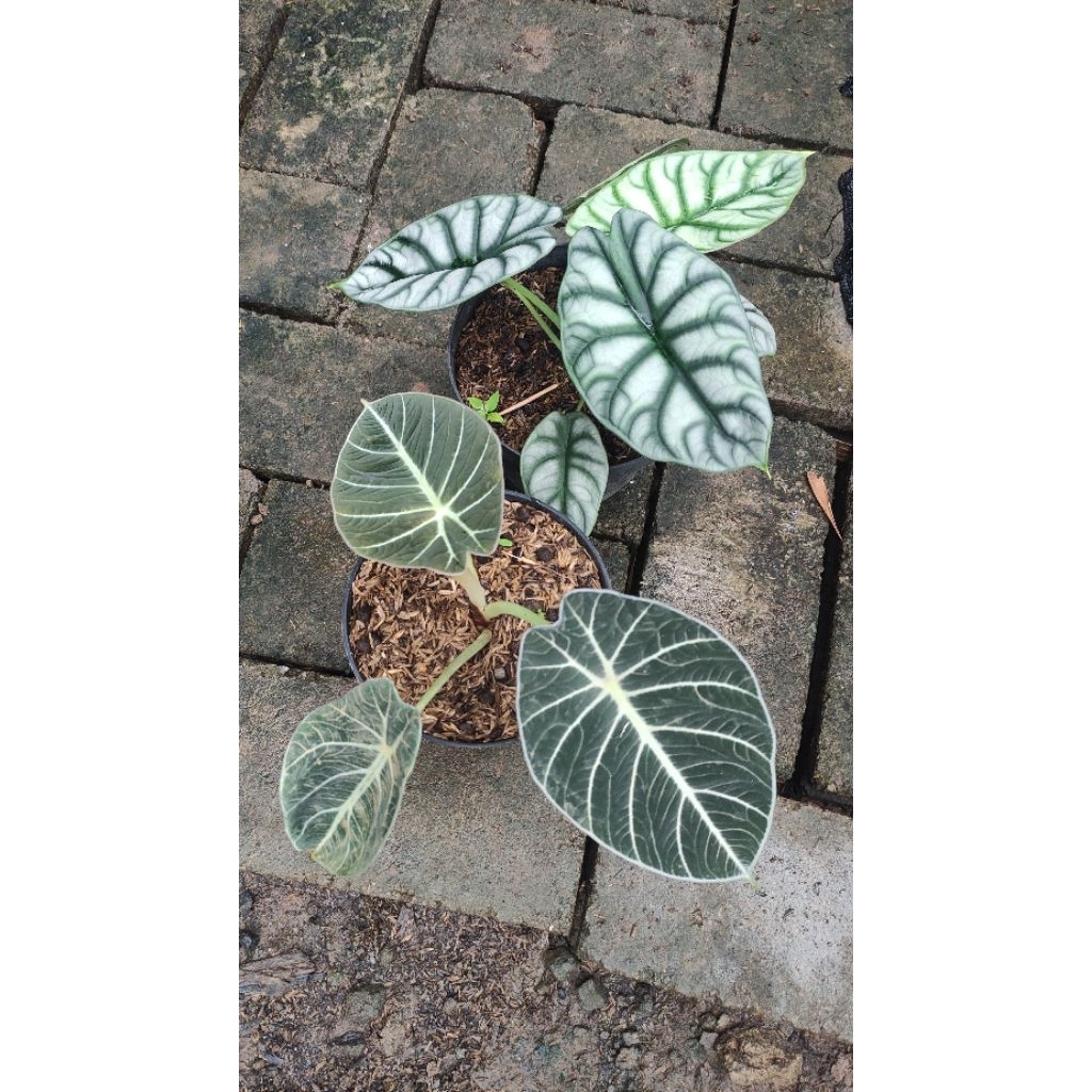 alocasia dragon scale alocasia black velvet paket