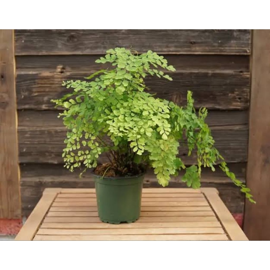 Tanaman hias suplir dolar/Tanaman Hias Suplir - Pohon Suplir hias