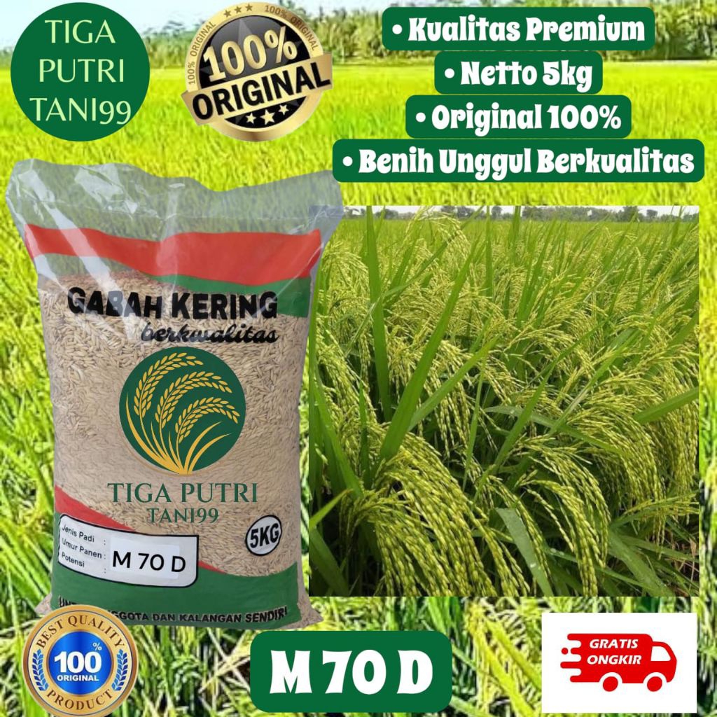 BIBIT PADI M 70 D SUPER