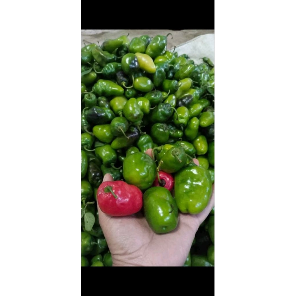 cabai gendot Dieng (500gr)