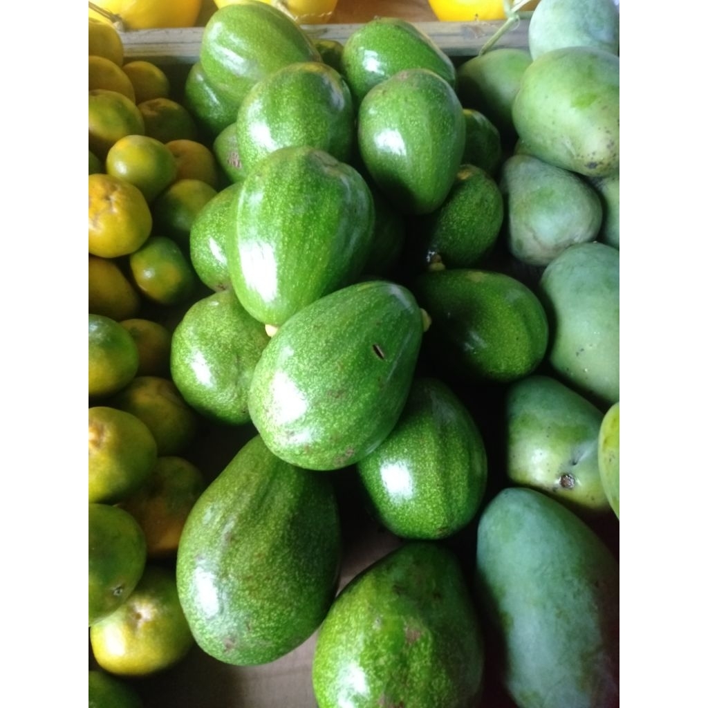 Buah alpukat mentega 1 kg