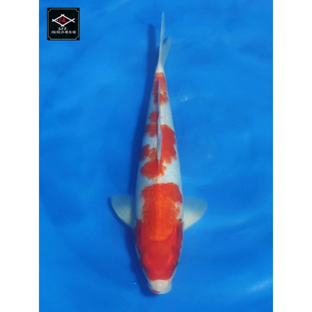 Ikan Koi Kohaku Sakai 40BU Sertifikat Import Jepang 3 Step Sakura