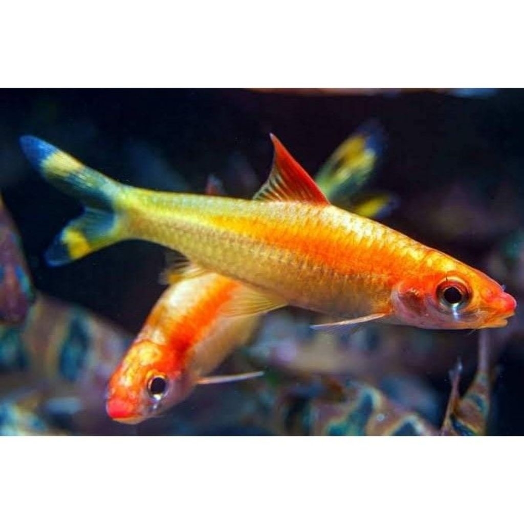 HIASAN-pontius denisoni golden size 4-5cm/hiasan aquarium