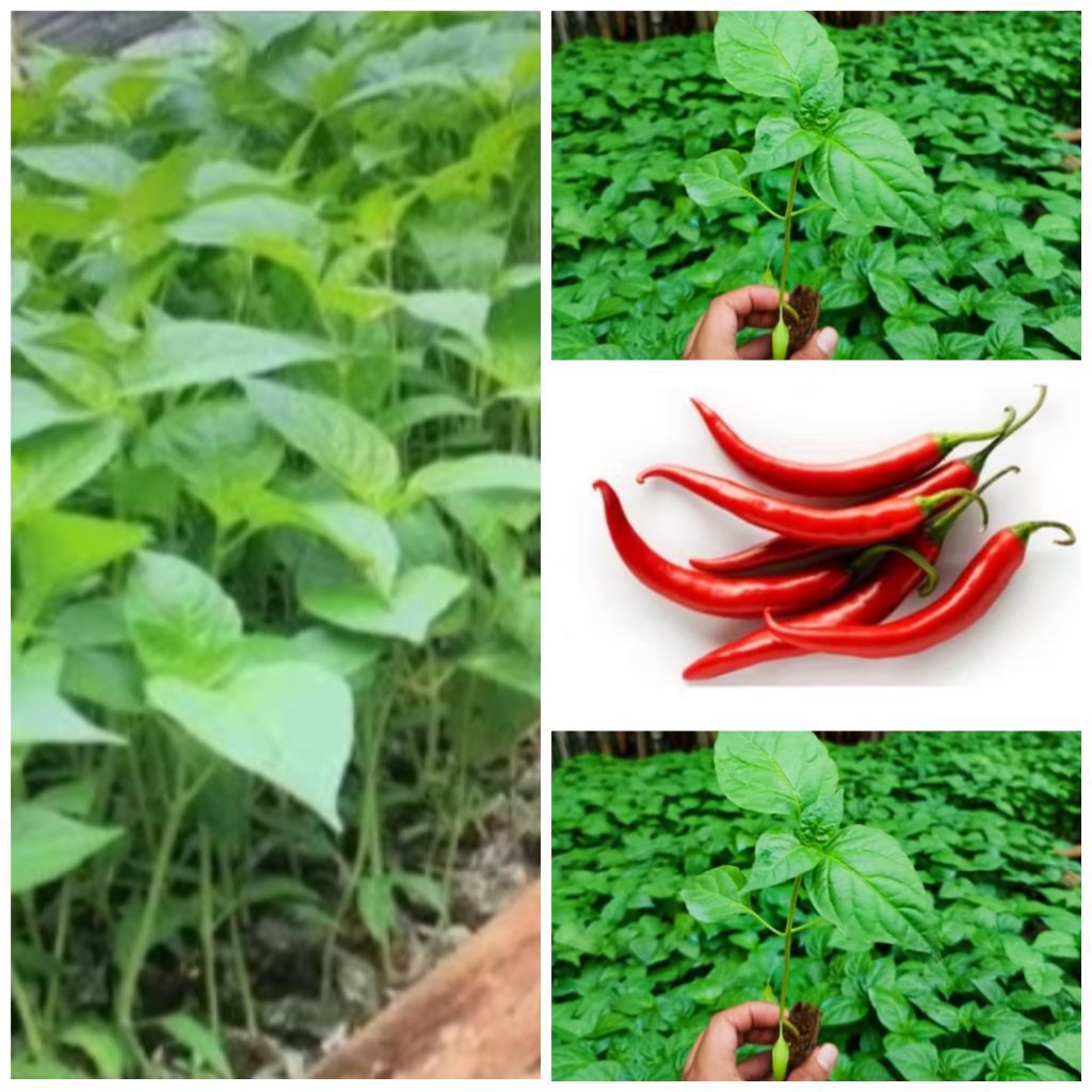 Bibit F1 Cabe merah besartinggi 20 cm full akar siap tanam
